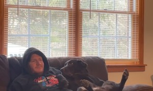 Dog Trying to Get Dad's Attention