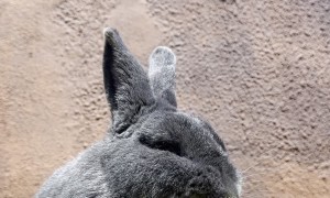 Bunny Rabbit Enjoys a Dandelion on a Sunny Afternoon