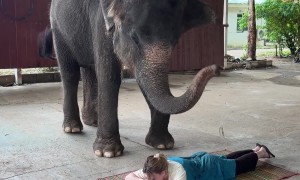 Elephant Gives Woman a Massage