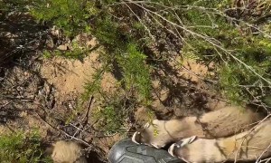 Ferrets Are on the Loose