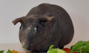 Hairless Guinea Pig Loves Eating Peppers