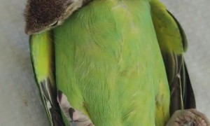 Baby Squirrel Rests on Parrot's Belly