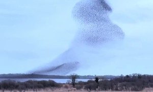 Swirling Starling Murmuration Over Lough Ennell, Ireland