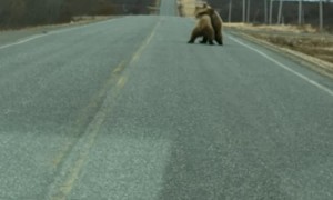 Two Bears Playfully Wrestle On Alaska Peninsula Highway