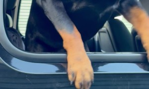 I Love My Rottweiler More Than I Love My Truck Paint