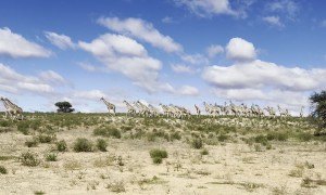 Parade of Giraffes in the Kgalagadi