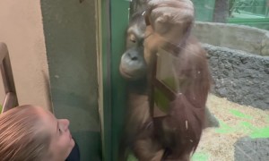 Woman's Kissy Faces Excite Orangutan