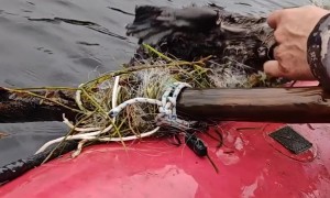 Rescuing a Beaver Tangled in Fishing Nets