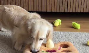 Dachshund Has No Patience for Mental Enrichment Puzzle