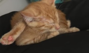 Orange Kitten Sleeps With Leg behind Head
