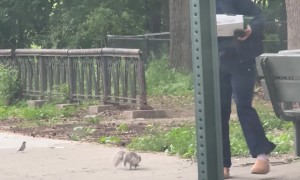 Lady Carrying Pizza Harassed By Hungry Squirrel