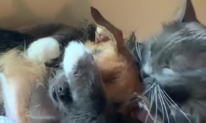 Smoosh the Cat Cuddles With Cornelius the Dog