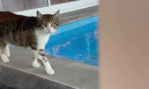 Clumsy Cat Falls Into Swimming Pool