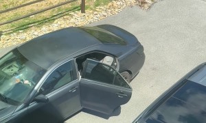 Crafty Bear Takes Computer From Open Car