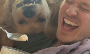 Goofy Golden Begs For Dad's Snacks