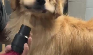 Golden Retriever's Cheeks Flapping at the Groomer's