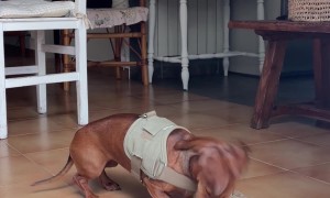 Dachshund Sneezes and Immediately Locks Back In