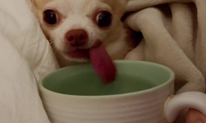 Lopsided Cup Pup