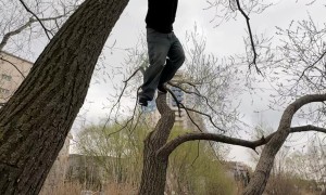 Man Falls Into Water When Swinging Branch Breaks