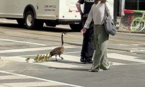 Police Escorting Geese Across a Busy Toronto Intersection