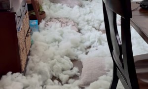 Kids Unzip Cushions and Make Mess of Stuffing