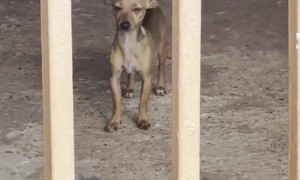 Cute Mini Pincher Perks Up Ears at Car Horn