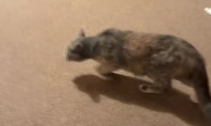 Owner Loudly Scolds Cat Family