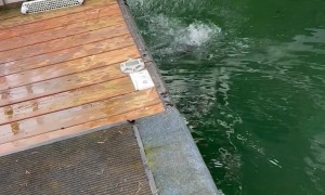 Puppy’s First Swim Lesson Starts With Accidental Flip