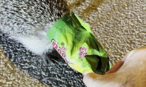 Hedgehog Head Freed From Snack Bag
