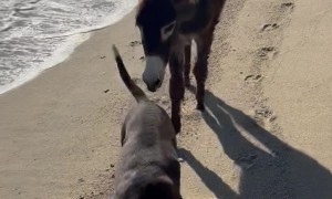 Donkey And Dog Share Lovely Beach Walk
