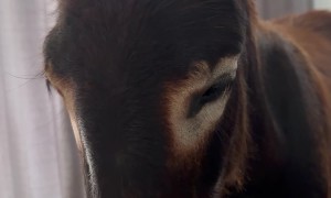 Tired Donkey Nodding Off To Snoring Sleep