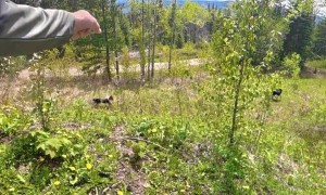 Dog Chases Black Bear Towards Mountain Biker