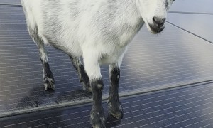 Silly Goat Tap Dancing on Solar Panels Won't Listen