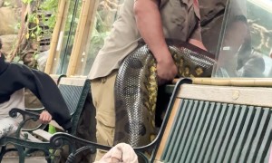 Reptile Zoo Shows Off Obese Anaconda