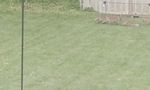 Foxes Made a Den Under Our Shed