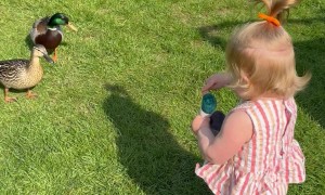 Toddler Realizes Her Favourite Toy Exists in Real Life