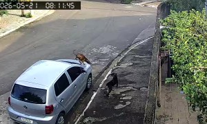 Two Dogs Wrestle On Car Roof