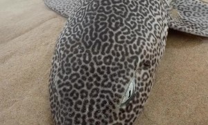 Leopard Catshark