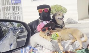Man Shows Off Stylish Dog Squad