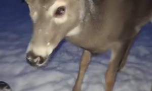 Pickles the Deer Plays in Snow
