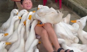American Kid Becomes “Duck Leader for a Day” at Vietnamese Farm