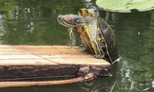 Turtle Falls Off Log After Heroic Climbing Attempt