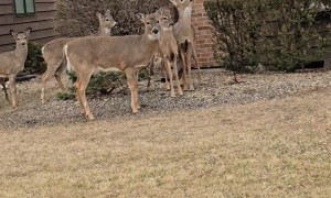 Deer Line Up to Eat From Bird Feeder