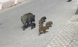 Wild Boar Piglets Prance Through Streets