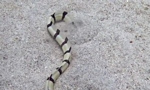 Striped Snake Eel Diving Into Sand