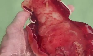 Rare and Beautiful Spanish Dancer Sea Creature
