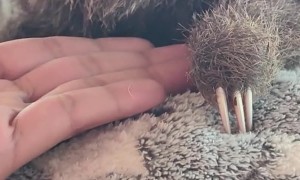 Adorable 4-Day-Old Baby Sloth