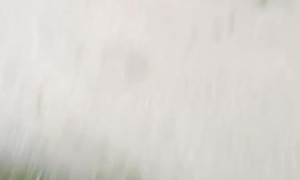 Rescuing Ducklings From a Storm Drain