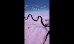 Black and Yellow Ribbon Eel Swimming