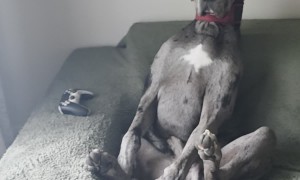 Great Dane Sitting Up Like a Human